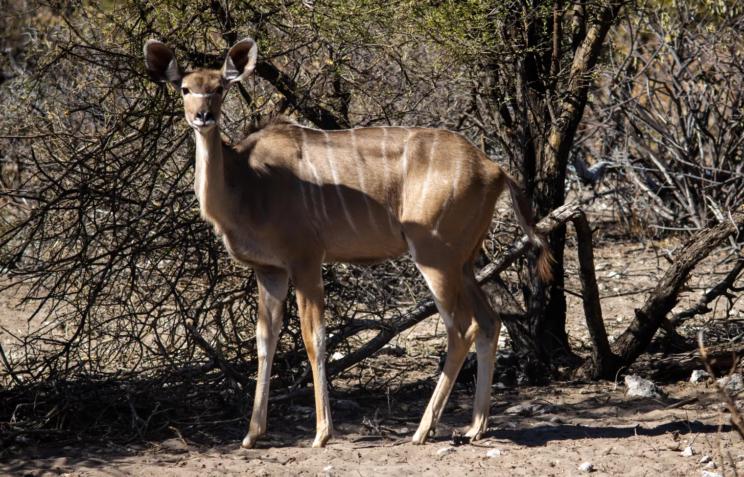 orapa-game-park