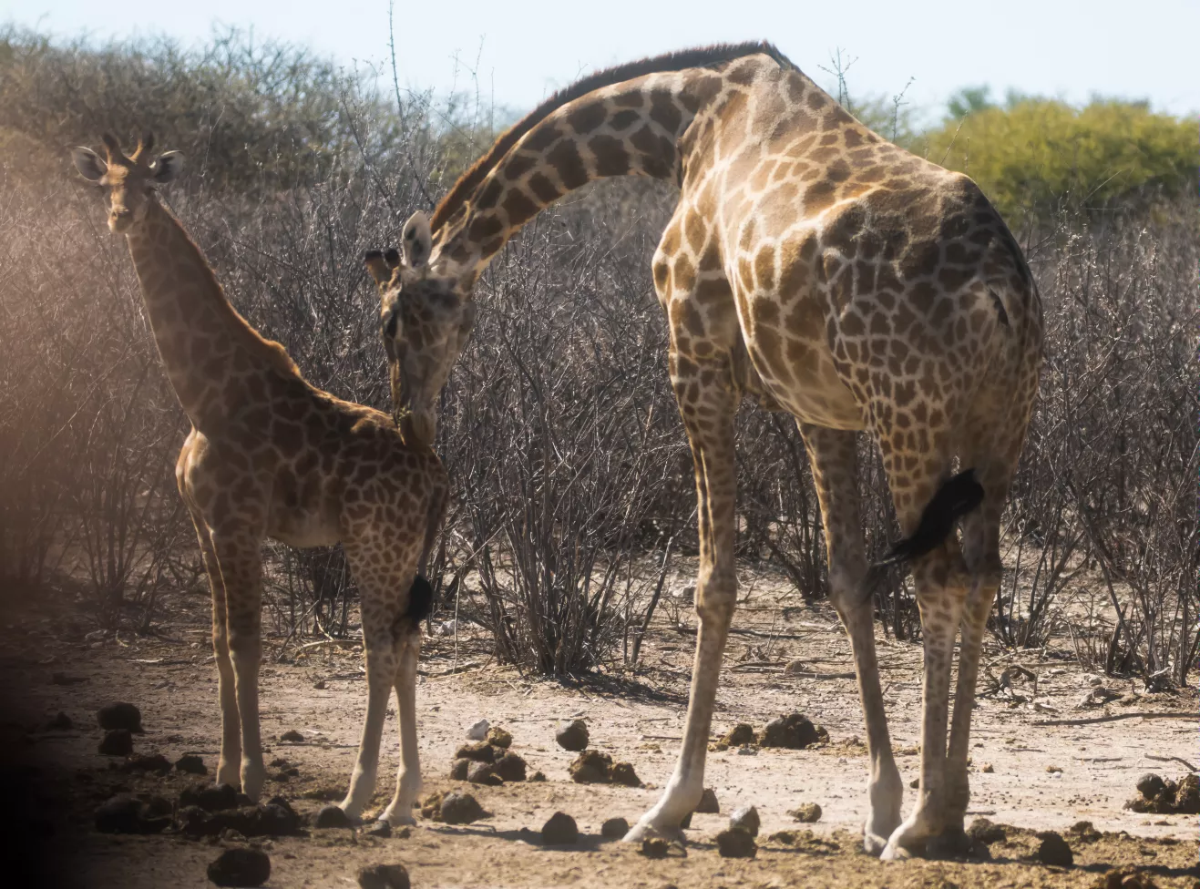 orapa-game-park2