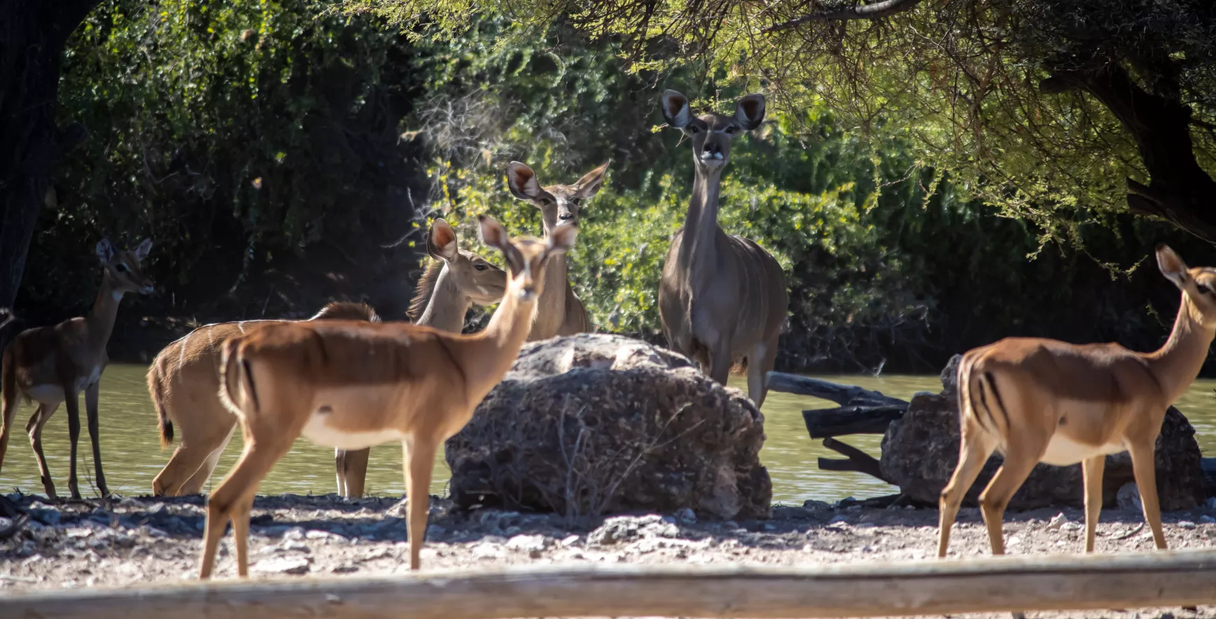 orapa-game-park4